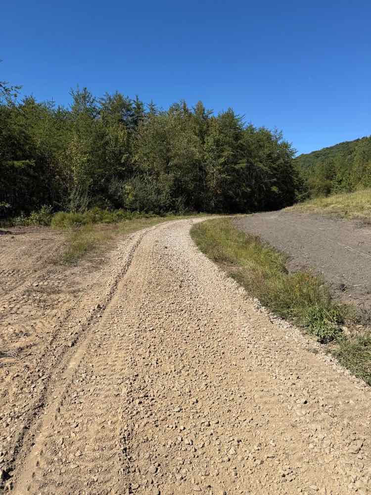 A finished light-colored gravel drive curving along the edge of a wooded lot